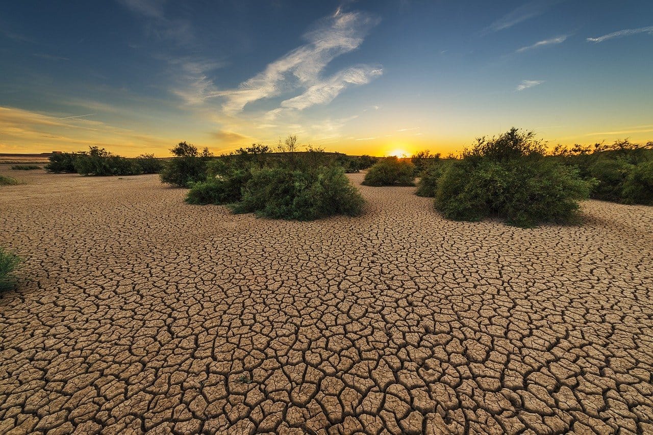drought, dehydrated, clay floor, earth, cracked, cracks, dry, hot, loneliness, devastated, nature, plant, soil, landscape, bushes, brown nature, brown earth, brown landscape, brown plant, brown plants, brown natural, drought, drought, drought, drought, drought, earth, earth, earth, soil